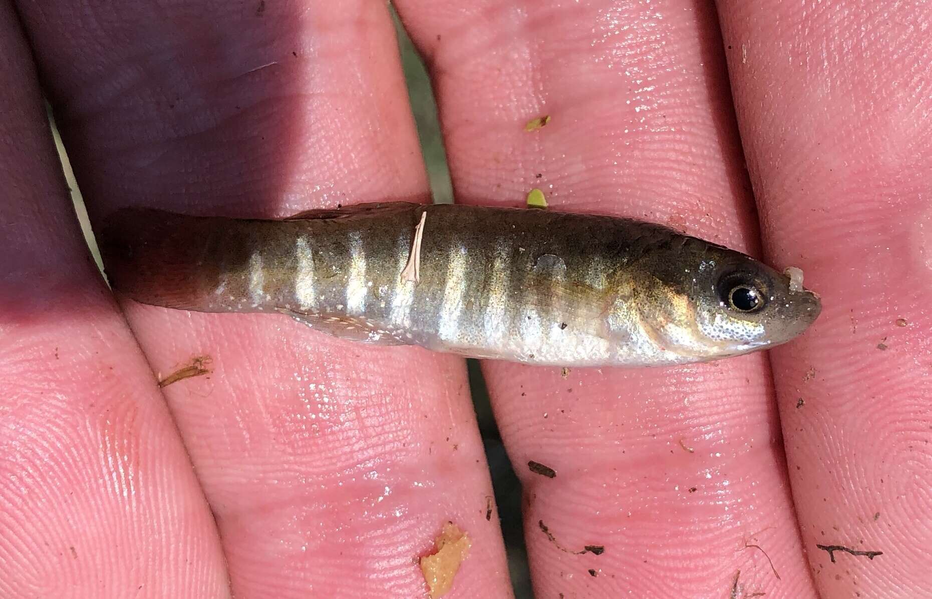 Image of Bayou Killifish