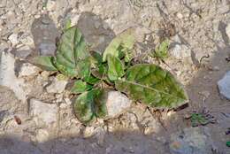 Image of obliqueleaf trumpets