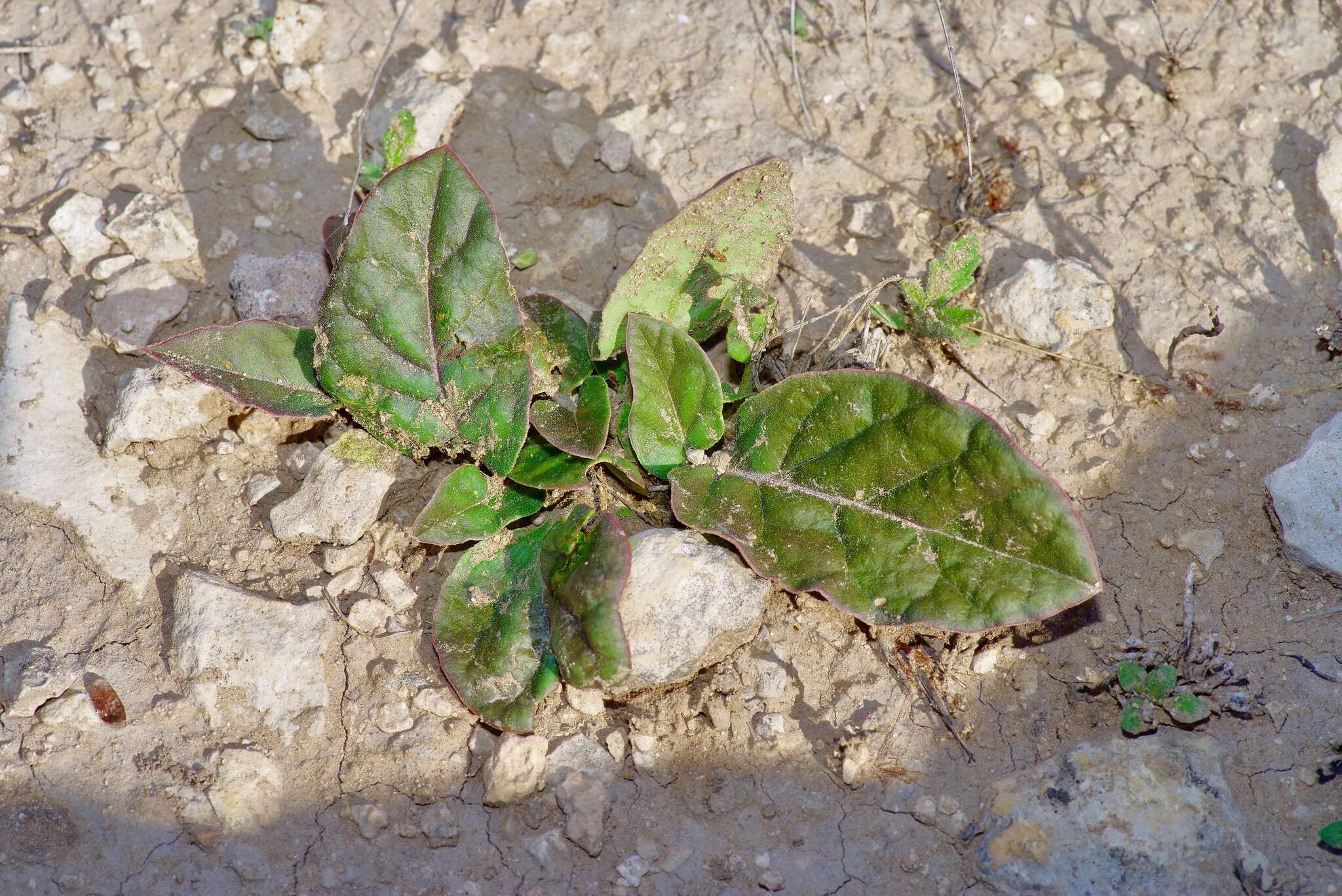 Acleisanthes anisophylla A. Gray resmi