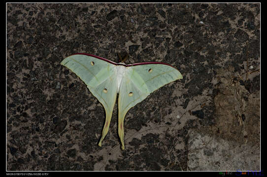 صورة Actias ningpoana Felder & C. 1862