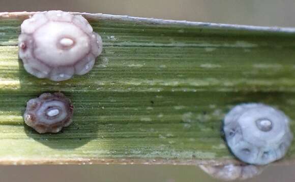 Image of Scale insect