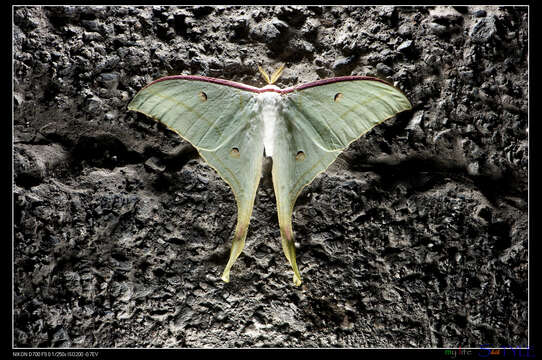 Image of Actias ningpoana Felder & C. 1862