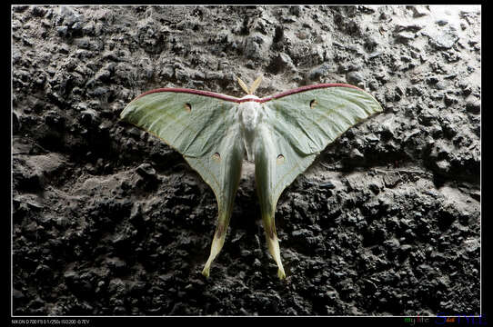 Image of Actias ningpoana Felder & C. 1862