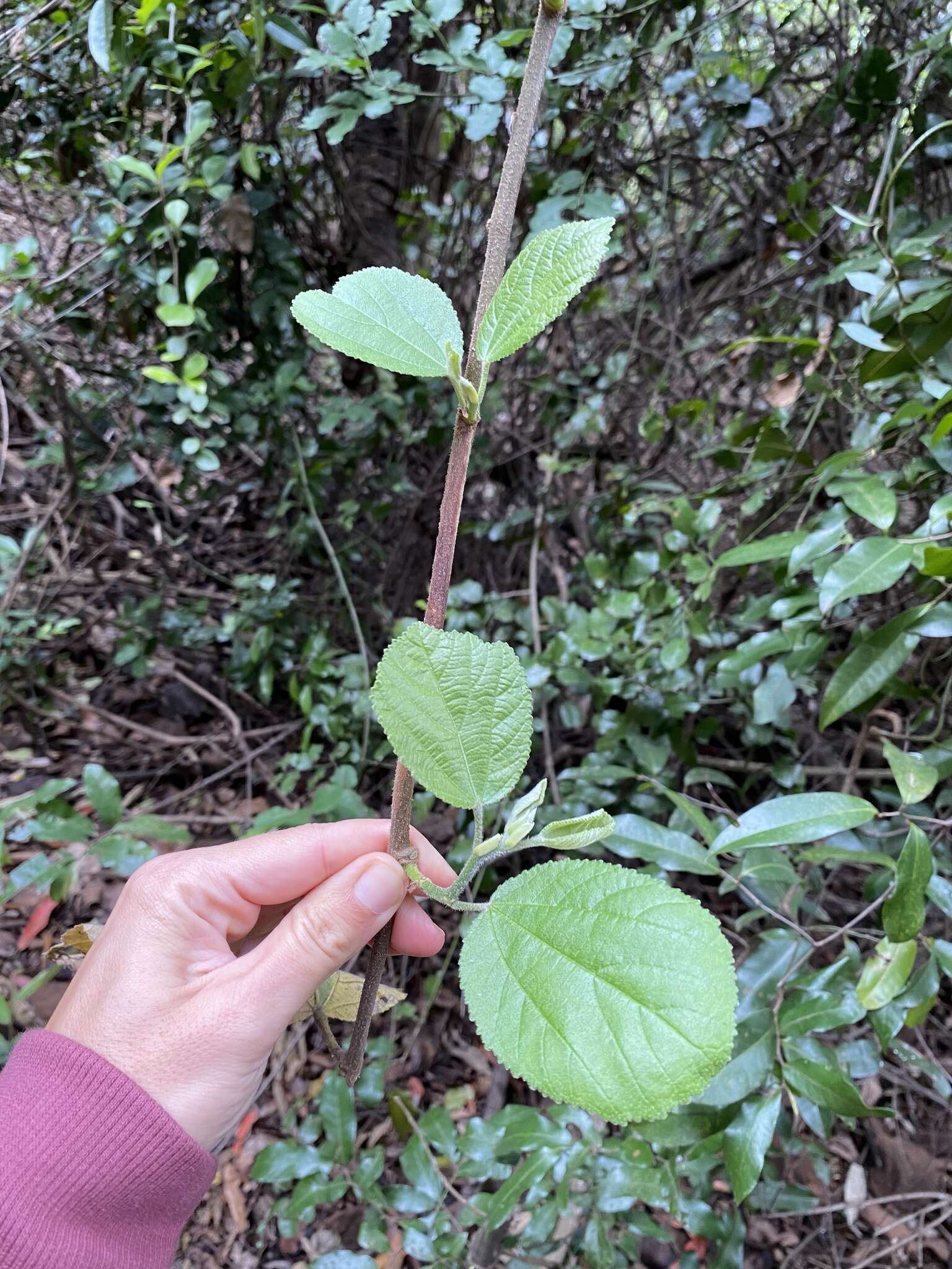 Grewia lasiocarpa E. Mey.的圖片