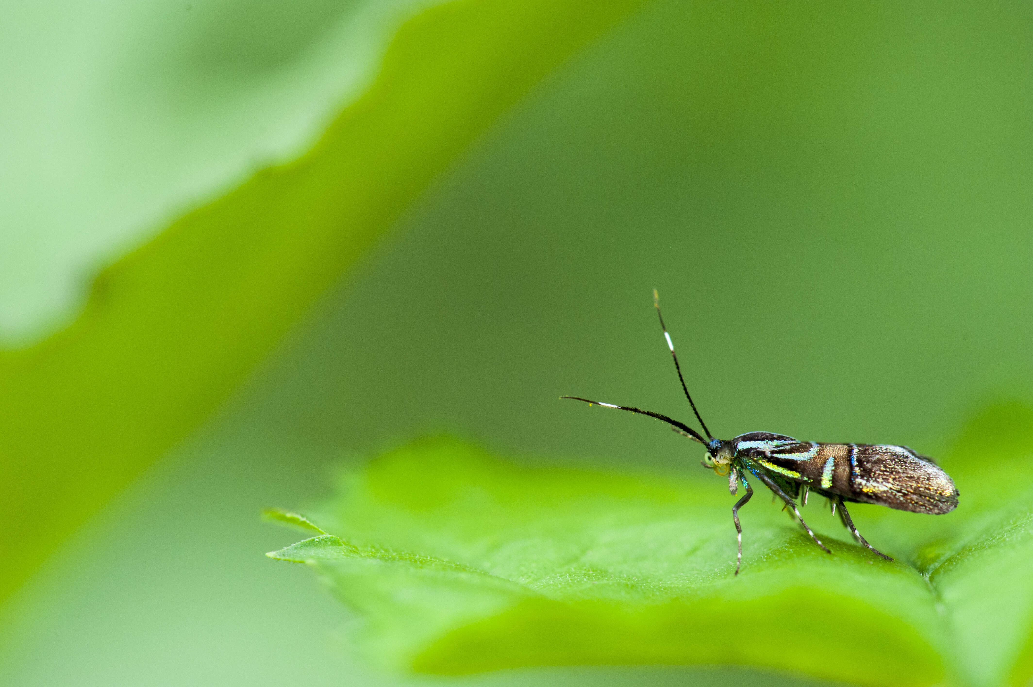 Image of Saptha divitiosa Walker 1864