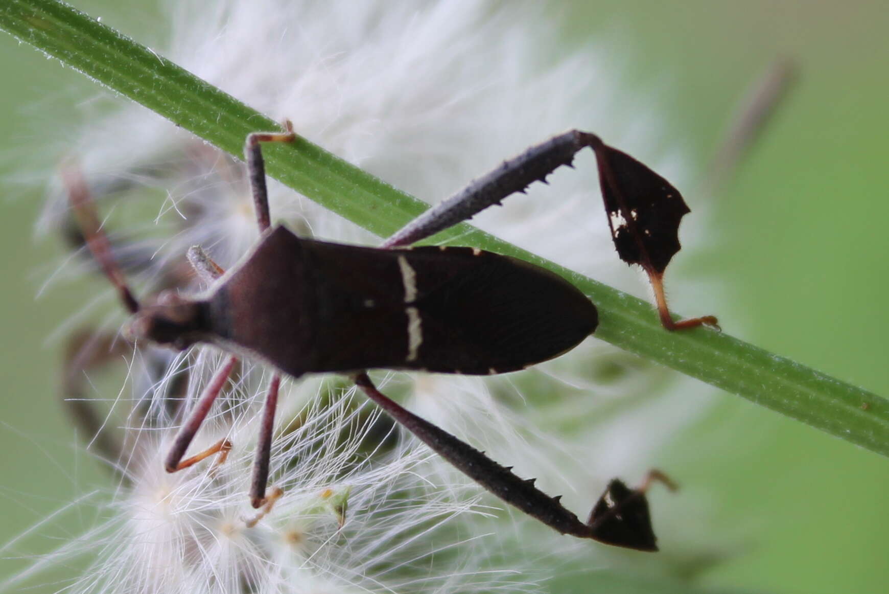 Image of Leptoglossus phyllopus (Linnaeus 1767)