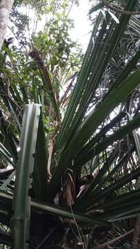 Image of Pandanus spinifer Warb.