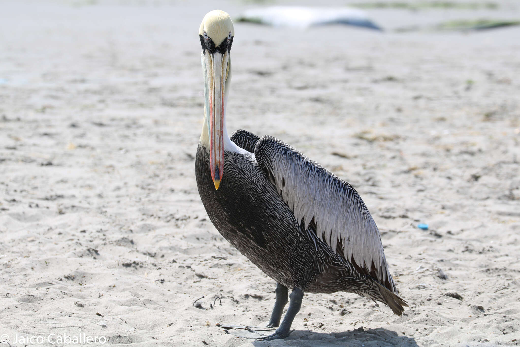 Image of Peruvian Pelican