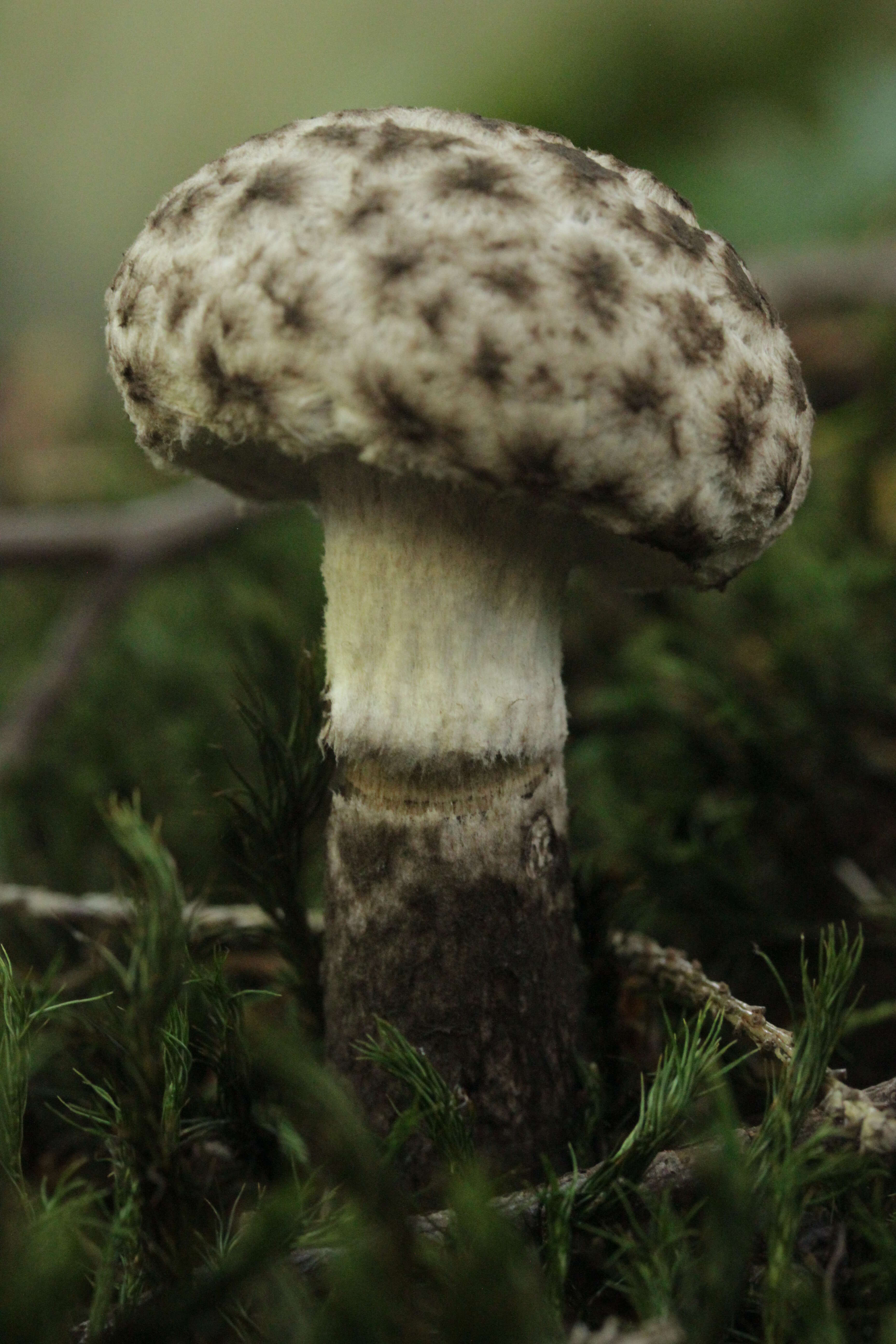 Слика од Strobilomyces strobilaceus (Scop.) Berk. 1851