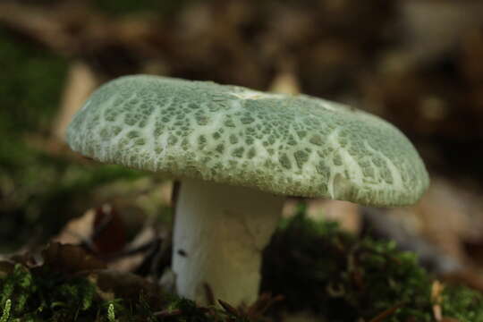 Image of Russula virescens (Schaeff.) Fr. 1836