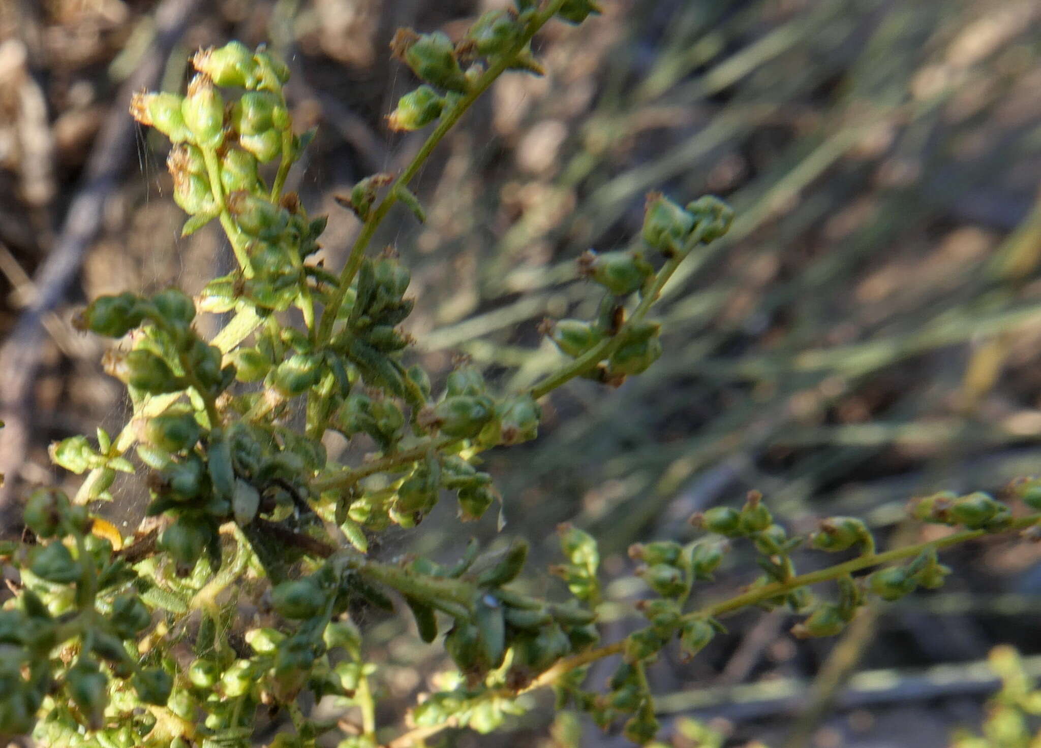 Image of Artemisia monosperma Del.
