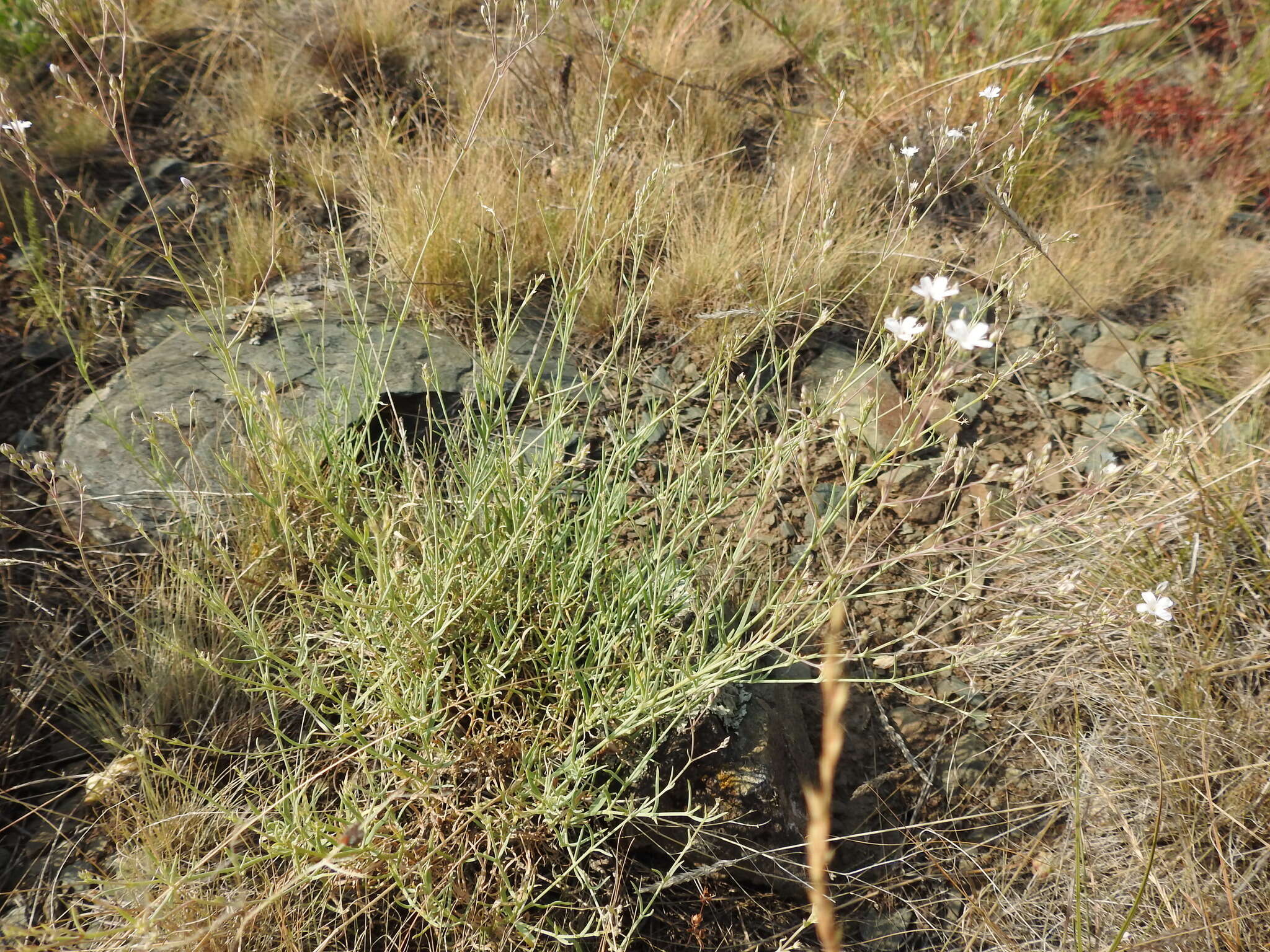 Image de Gypsophila patrinii Ser.