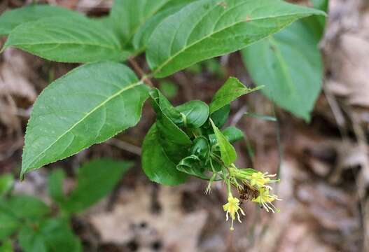 Image of northern bush honeysuckle