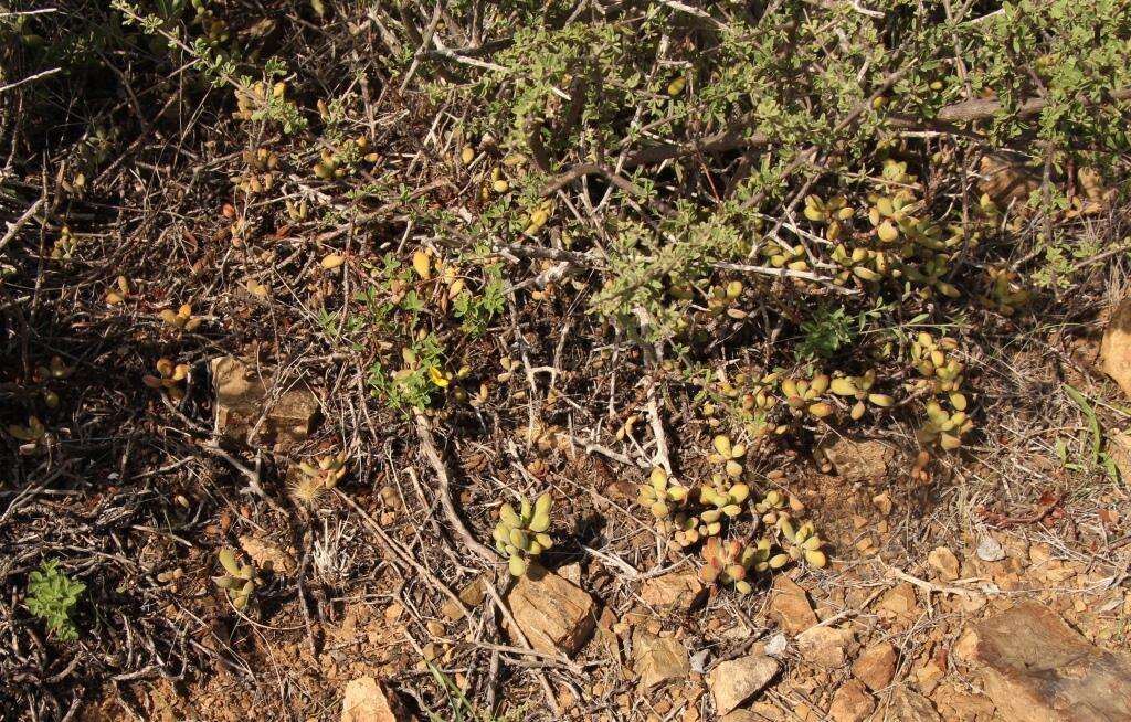 Crassula rogersii Schönl. resmi