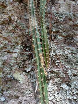 Sivun Disocactus speciosus subsp. speciosus kuva