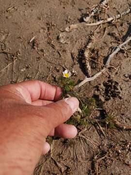 Image of Ranunculus rionii Lagger