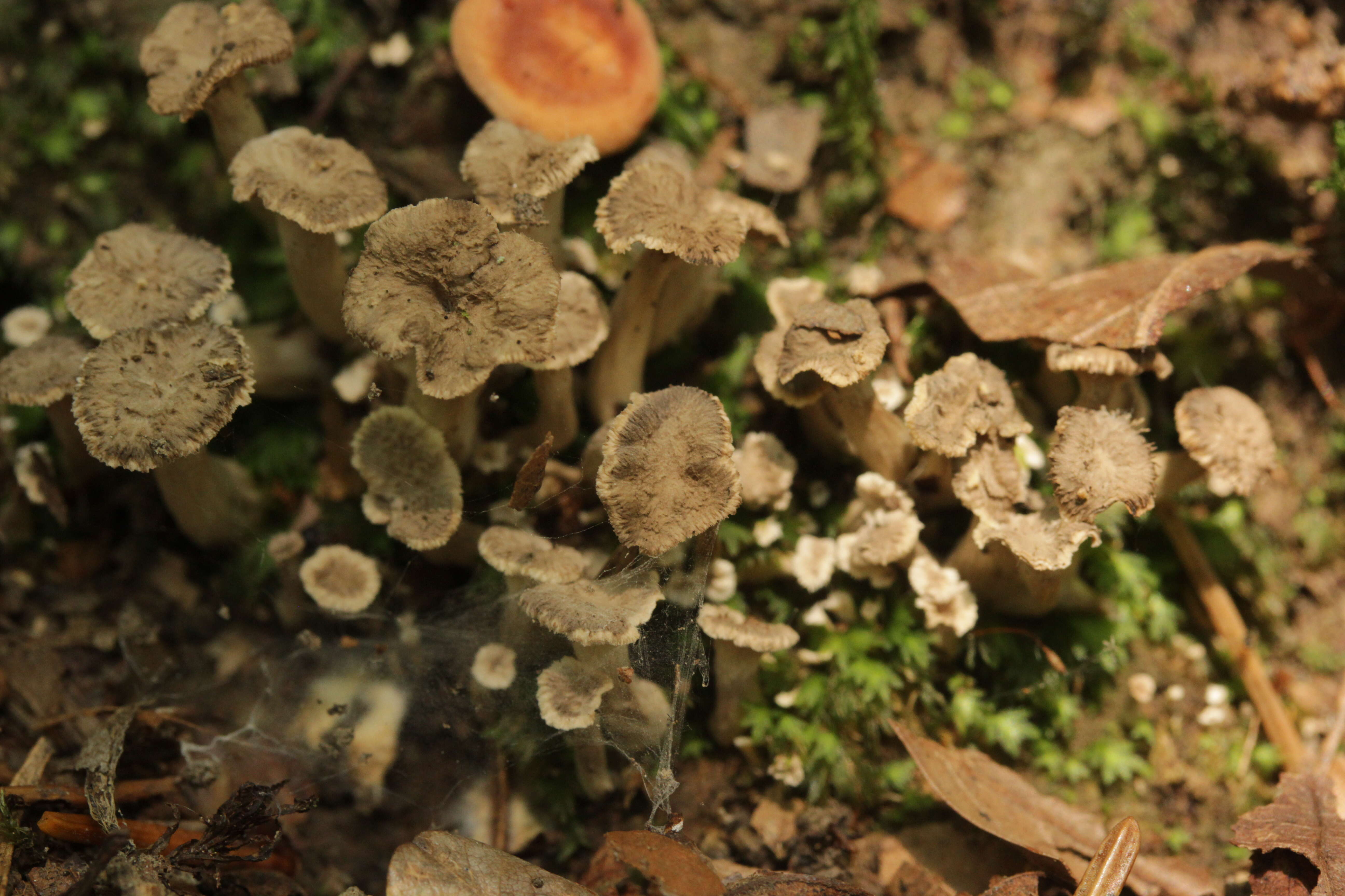 Image of Craterellus