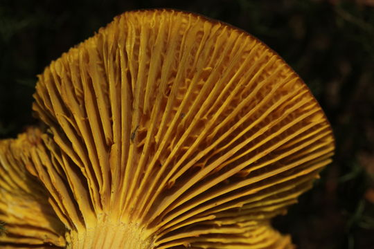 Image of <i>Phylloporus pelletieri</i> (Lév.) Quél. 1888