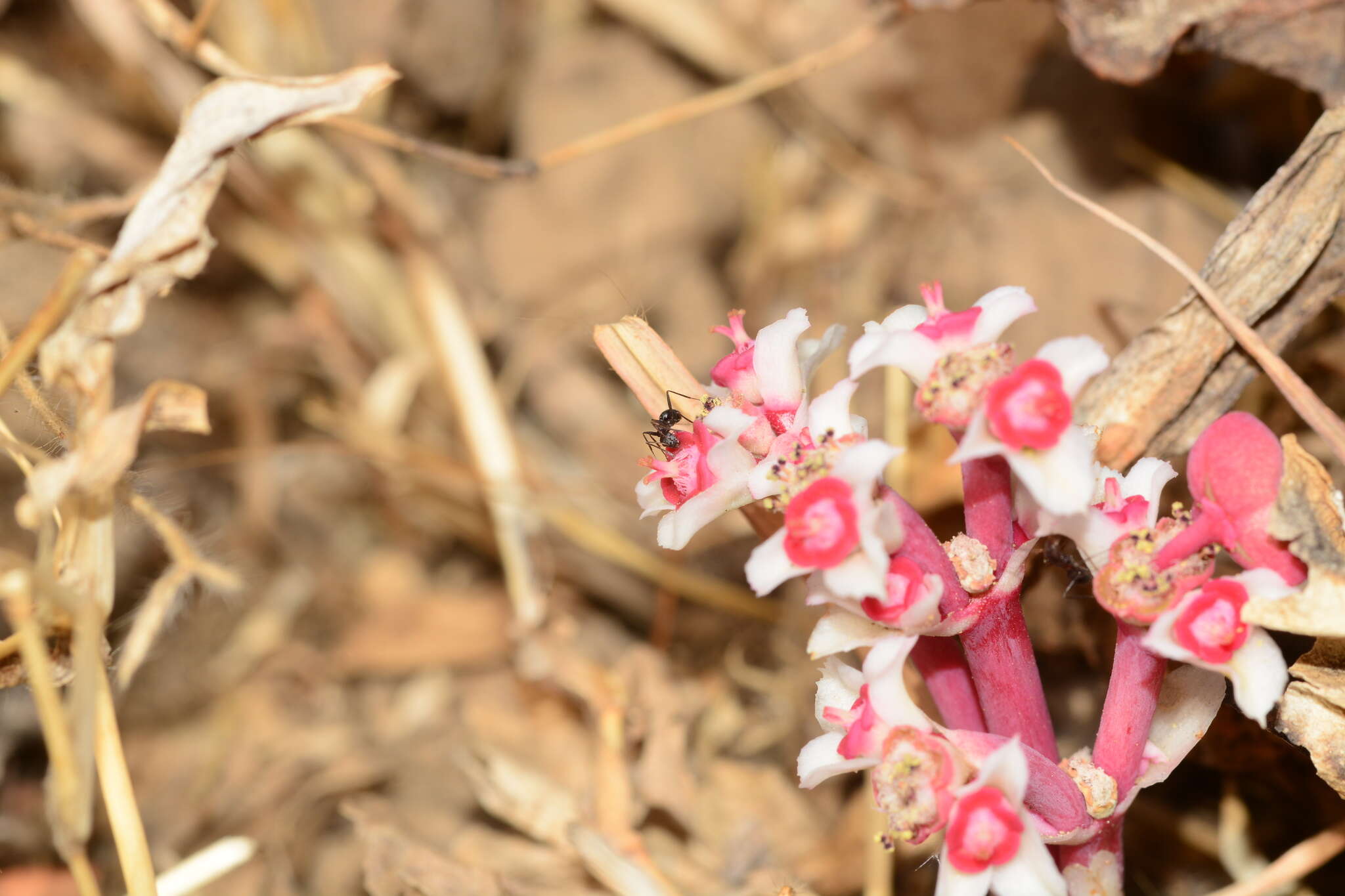 Image of Euphorbia fusiformis var. khandallensis (Blatt. & Hallb.) Binojk. & N. P. Balakr.