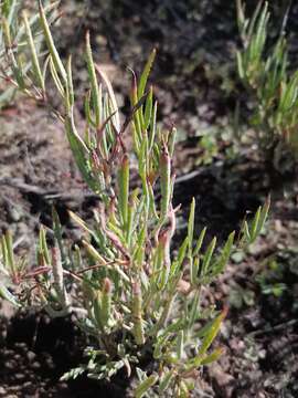 Image of Pelargonium laevigatum subsp. diversifolium (J. C. Wendl.) C. M. Schonken