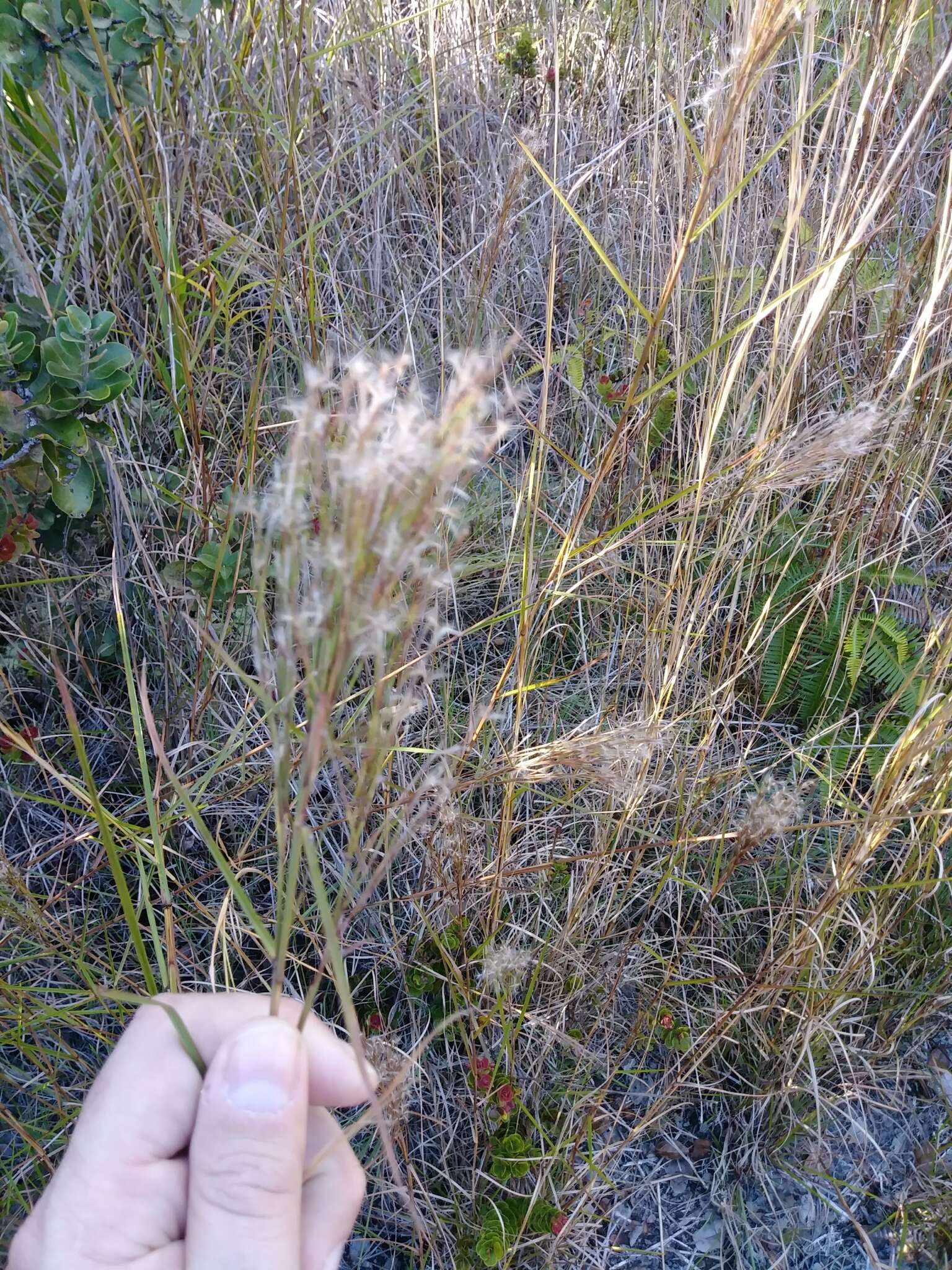 Image of Colombian bluestem