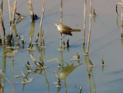 Image of Australian Reed Warbler