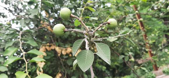 Image de Capparis grandis L. fil.