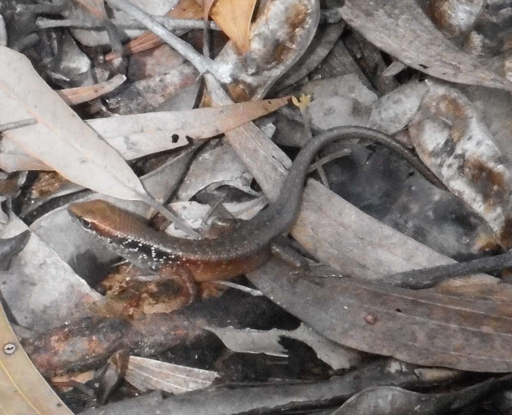 Image of Closed-litter Rainbow-skink