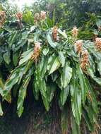 Image of Alpinia uraiensis Hayata