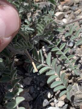 Image of Minthorn's milkvetch