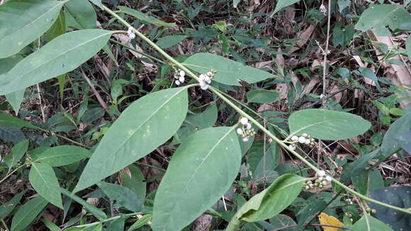 Imagem de Deeringia polysperma (Roxb.) Moq.