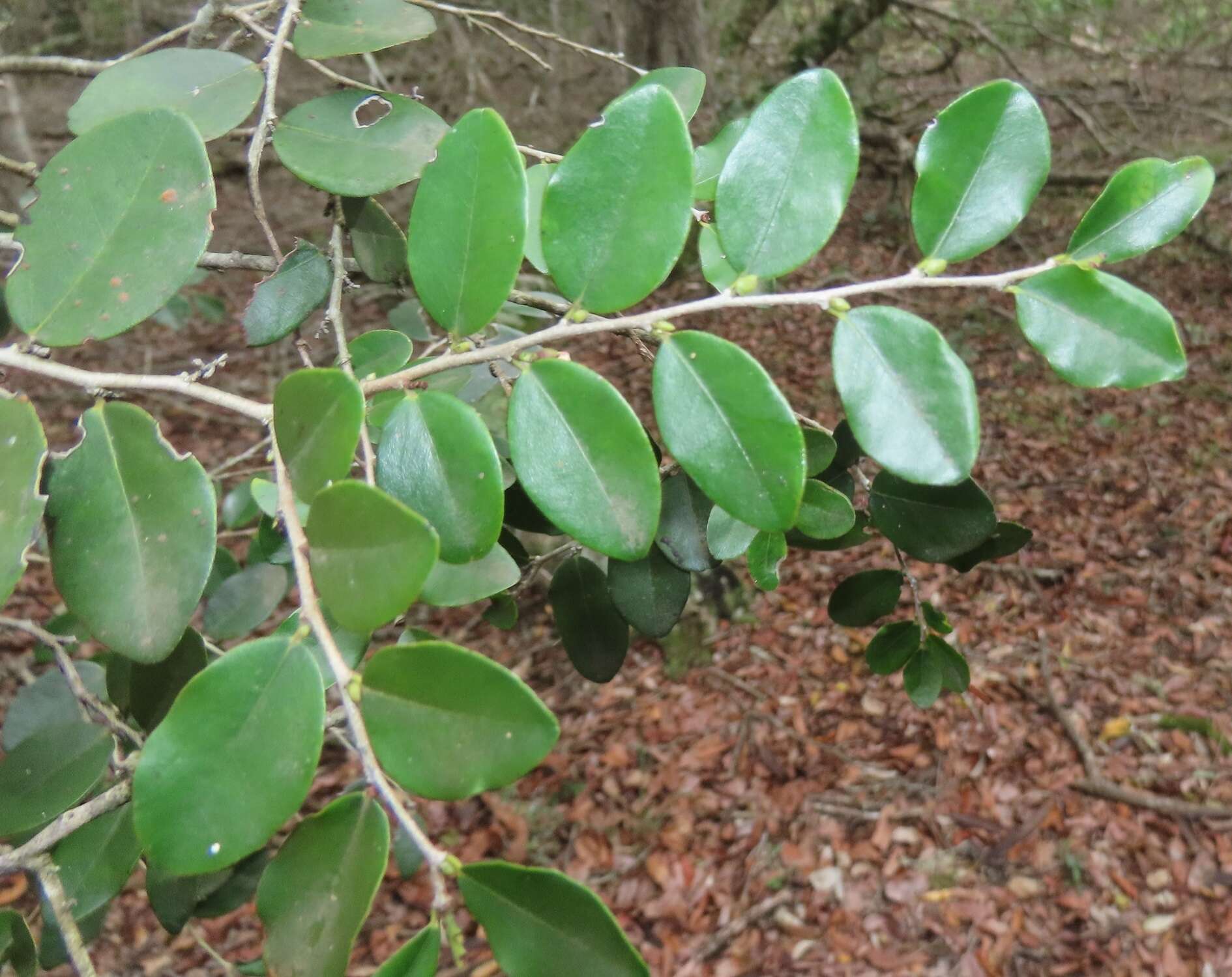 Diospyros natalensis (Harv.) Brenan的圖片