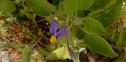 Image of Solanum pubescens Willd.