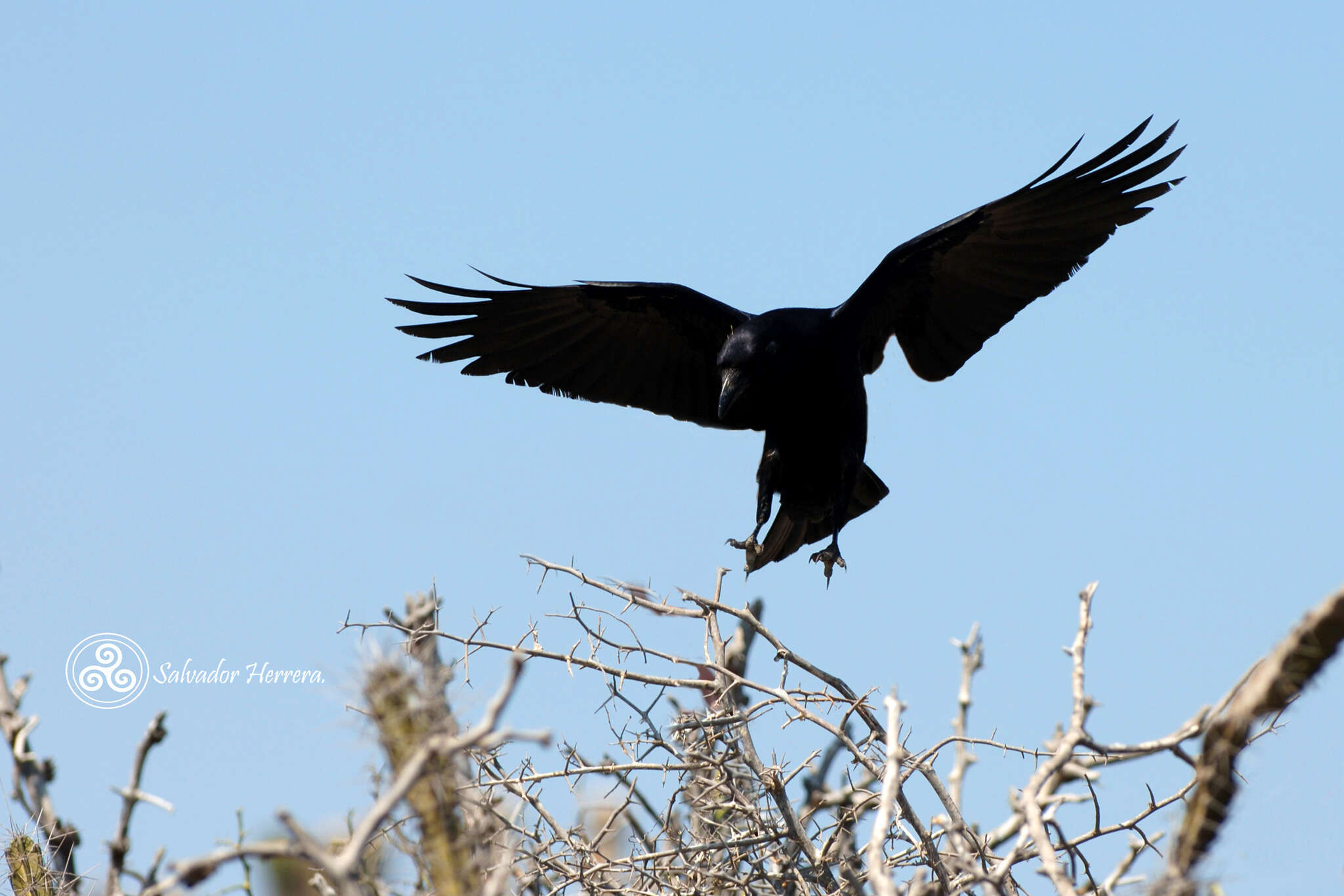 Imagem de Corvus sinaloae Davis & LI 1958