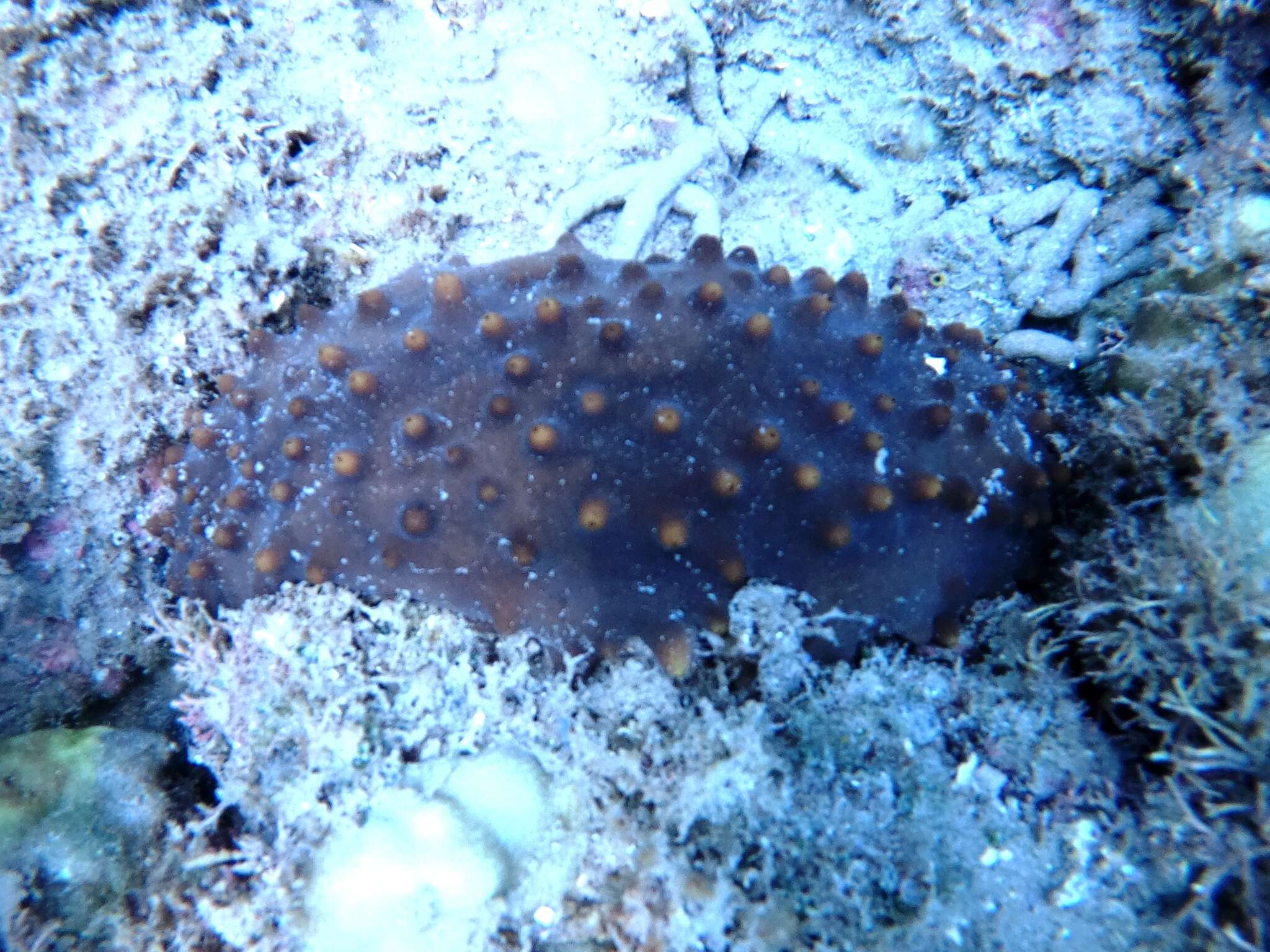 Image of Brown Sea Cucumber