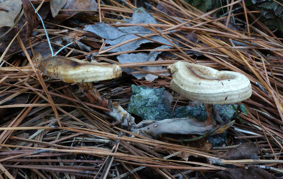 Imagem de Microporellus dealbatus (Berk. & M. A. Curtis) Murrill 1905