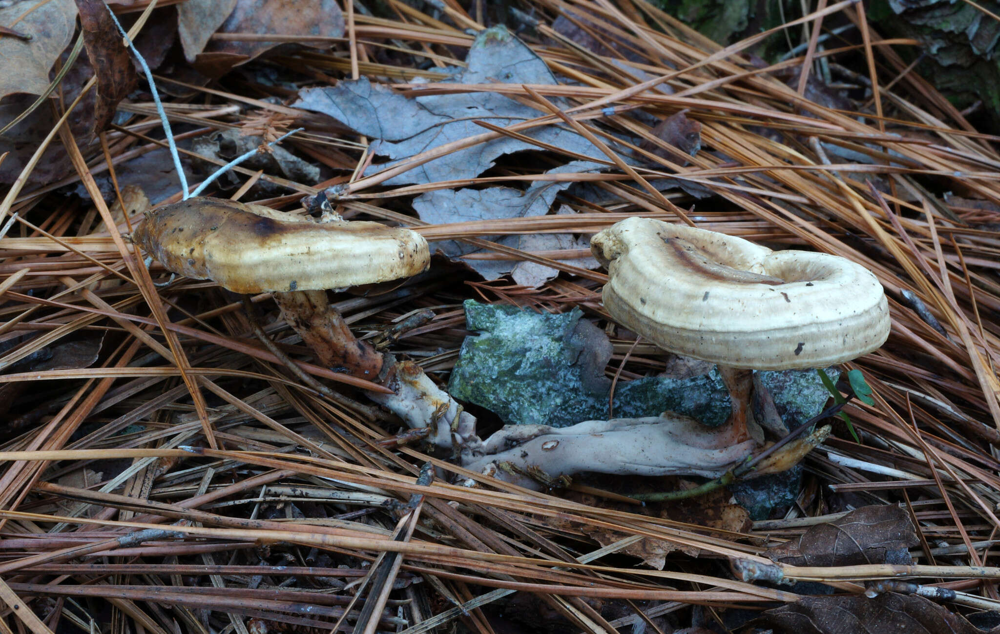 Imagem de Microporellus dealbatus (Berk. & M. A. Curtis) Murrill 1905