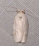 صورة <i>Antaeotricha albulella</i>