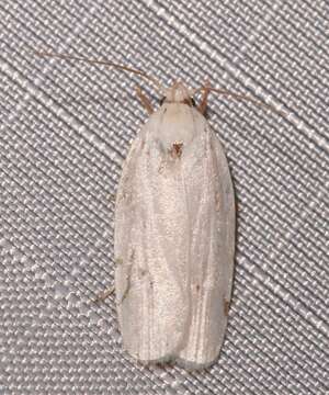 صورة <i>Antaeotricha albulella</i>