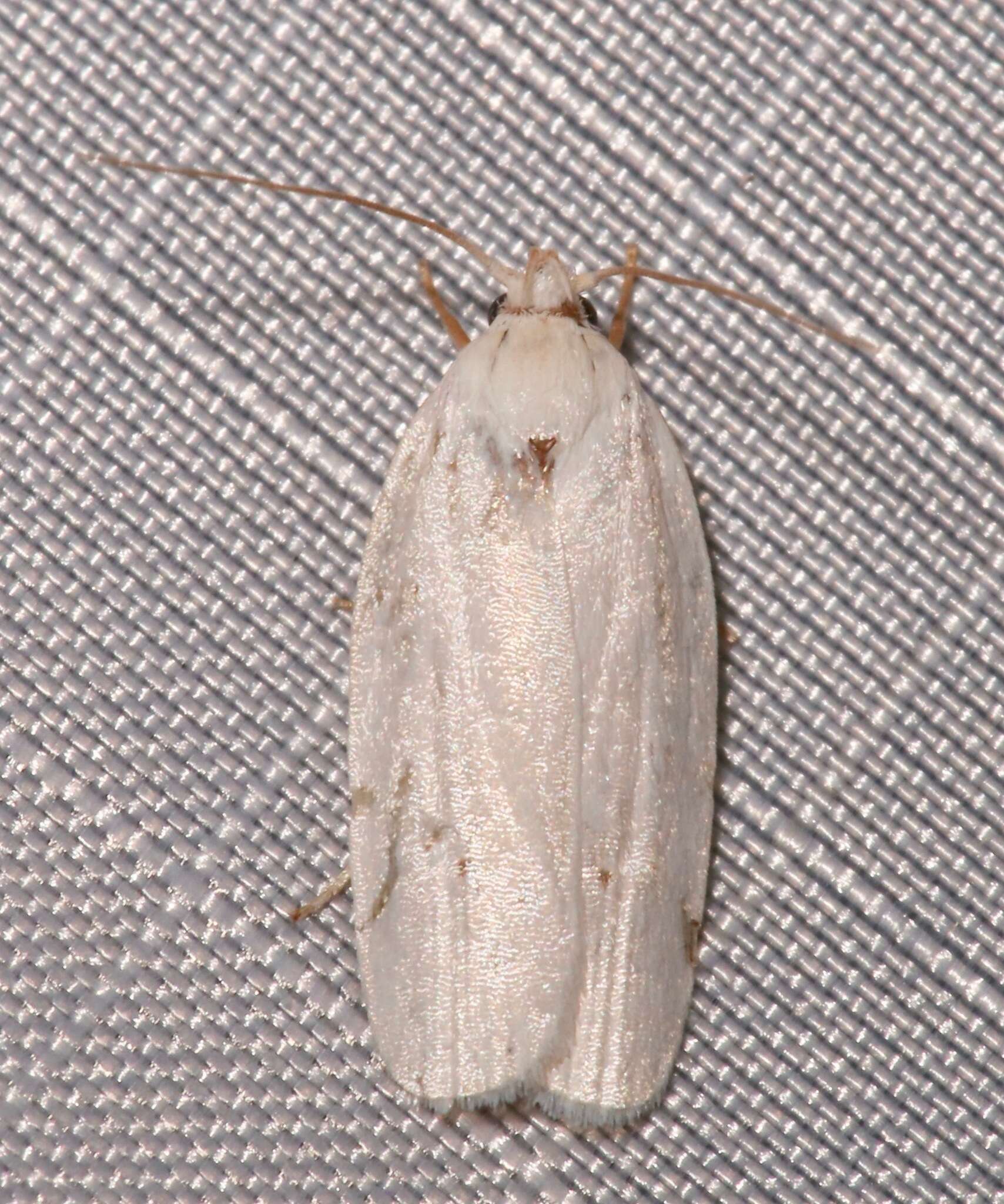 صورة <i>Antaeotricha albulella</i>