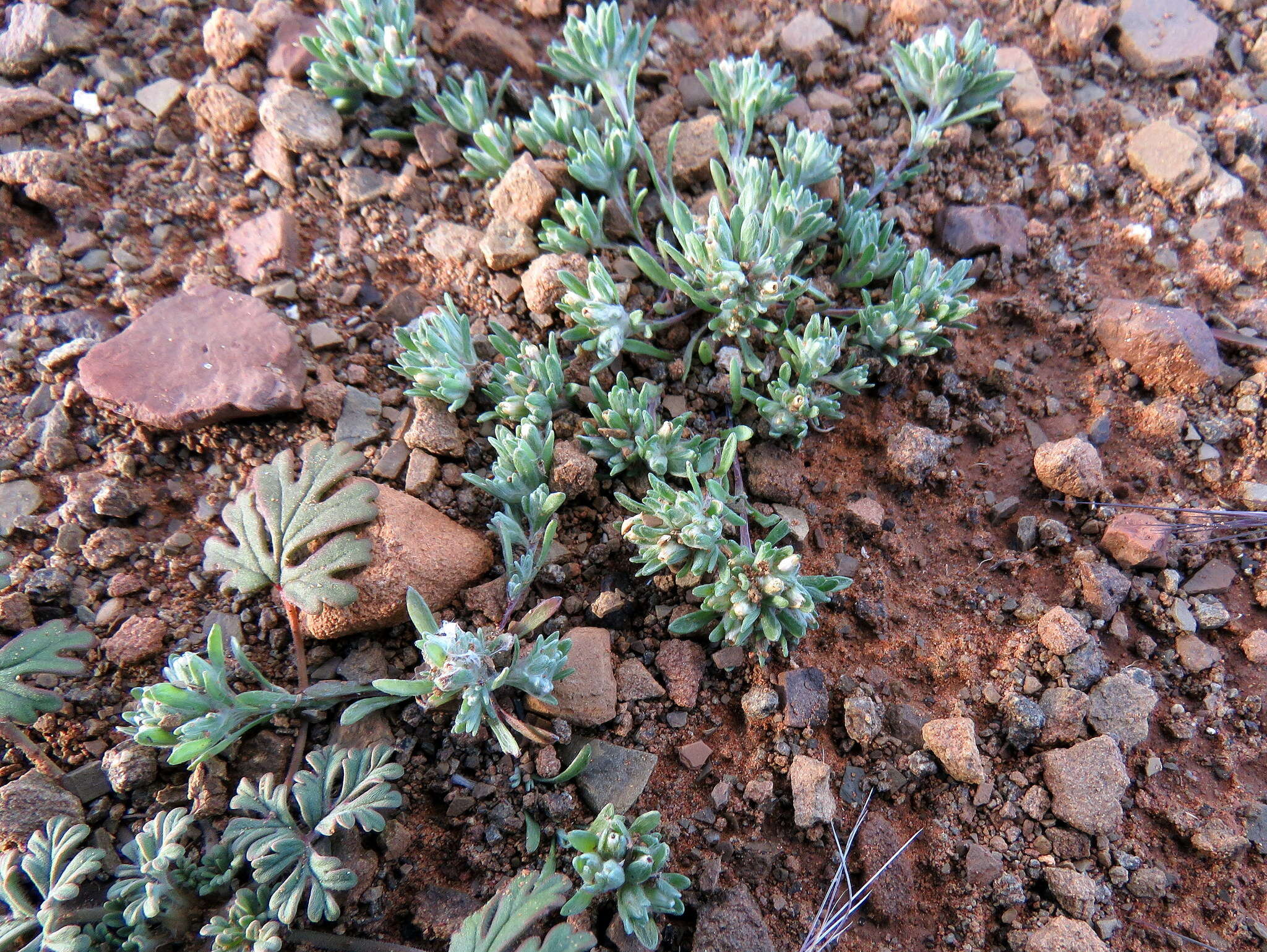 Image of Desert Cudweed