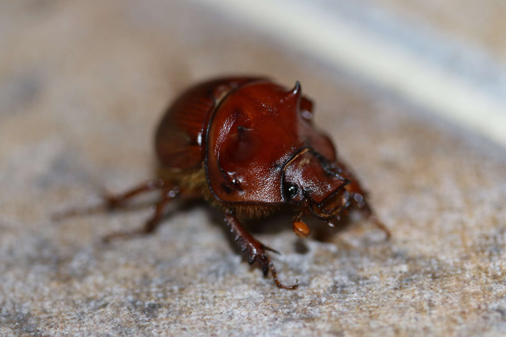 Image of Bradycinetulus ferrugineus (Palisot de Beauvois 1805)