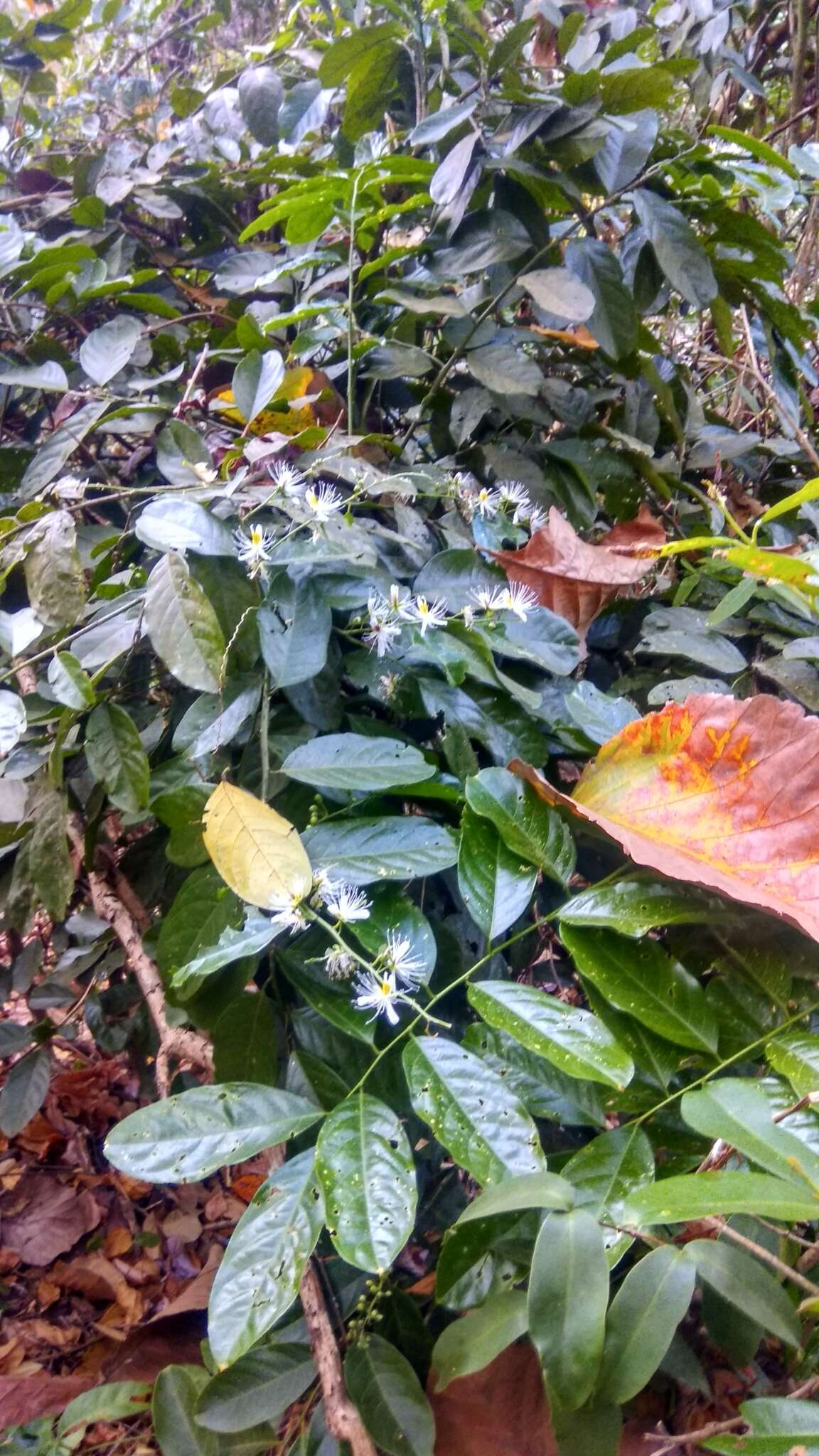 Слика од Capparis micracantha DC.