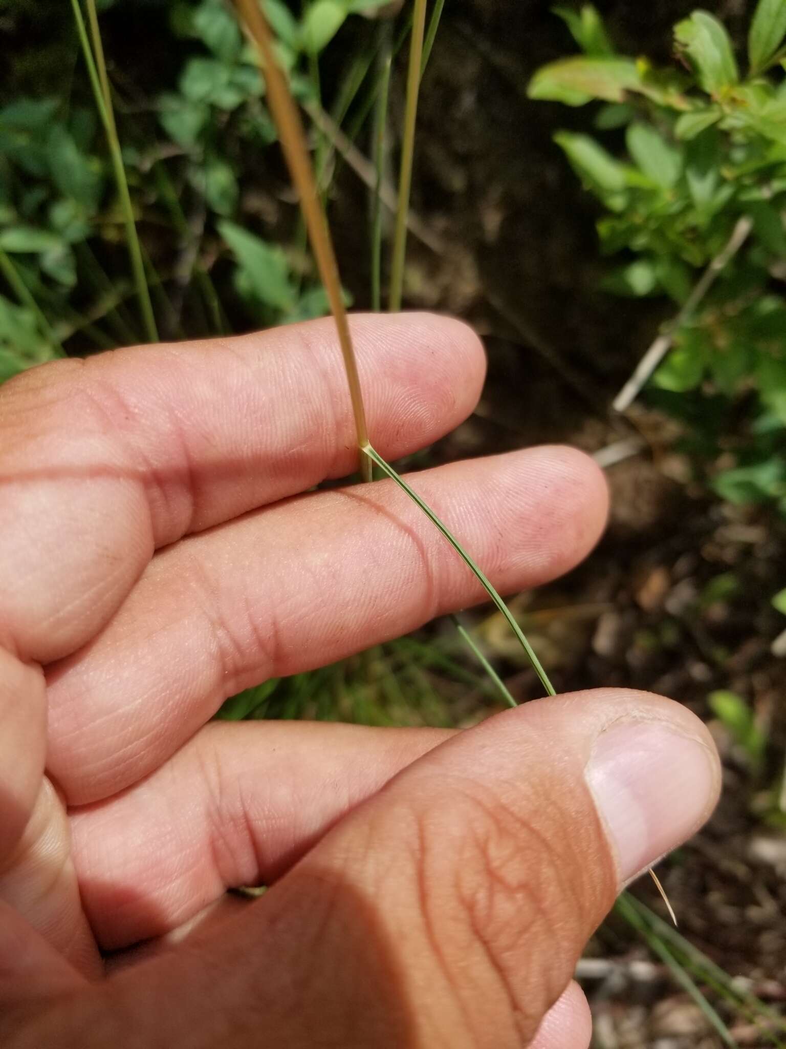 Image de Festuca saximontana Rydb.