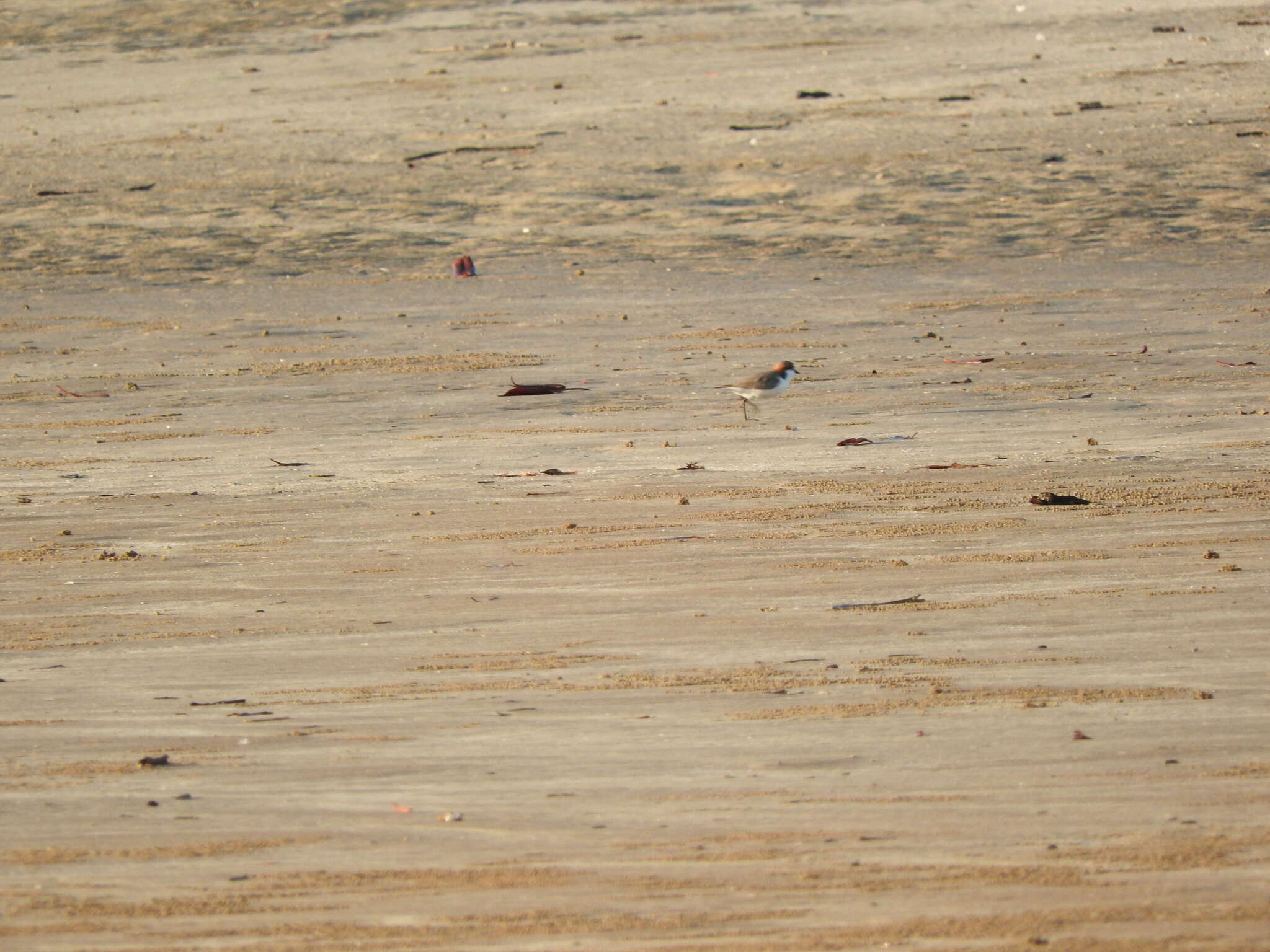 Image of Red-capped Dotterel