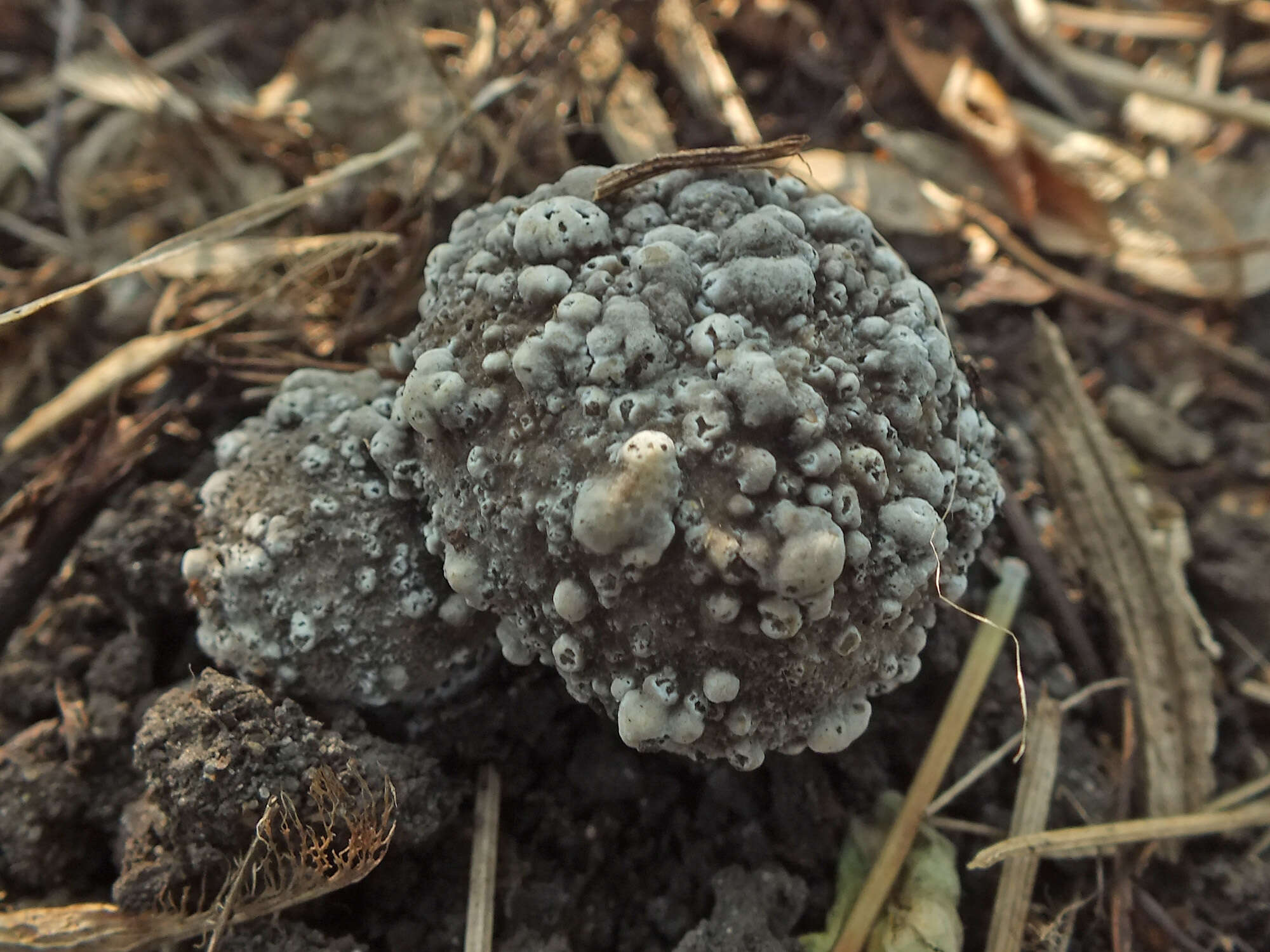 Image of Lyophyllum decastes (Fr.) Singer 1951