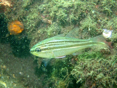 Image de Ostorhinchus fasciatus (White 1790)