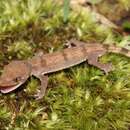 Image of Malaysia Bow-fingered Gecko