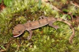 Image of Malaysia Bow-fingered Gecko