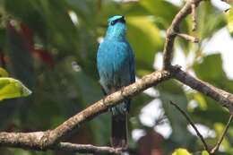 Image of Verditer Flycatcher